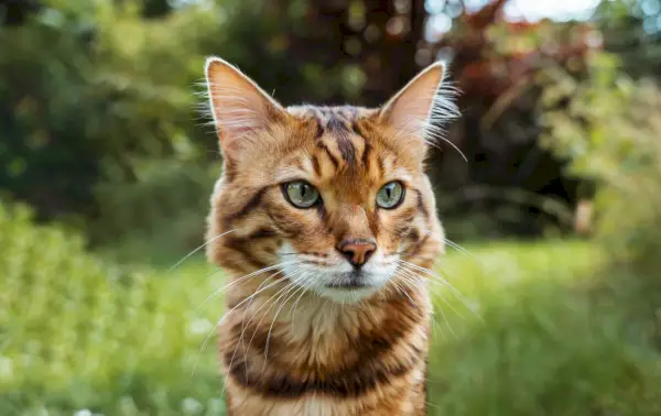 Un gato Cashmere Bengal, mostrando su exclusivo y lujoso pelaje.