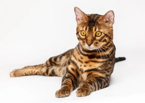 Eine traditionelle Bengalkatze, die das charakteristische Fellmuster und Aussehen dieser Katzenrasse hervorhebt.