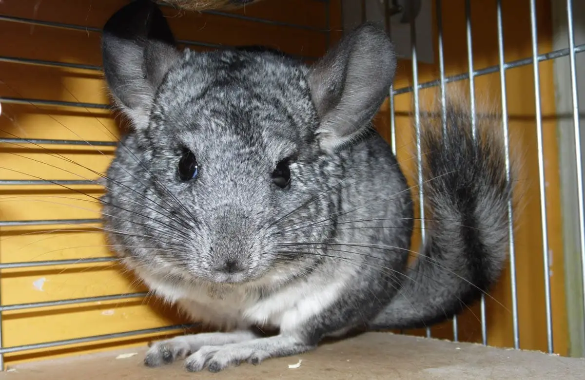 Chinchilla rodent