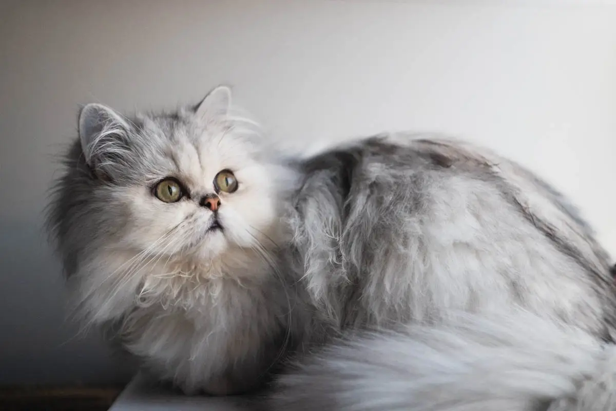 Chinchilla cat