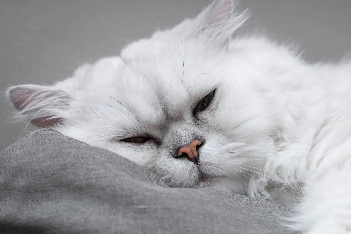 Close up of a Chinchilla cat