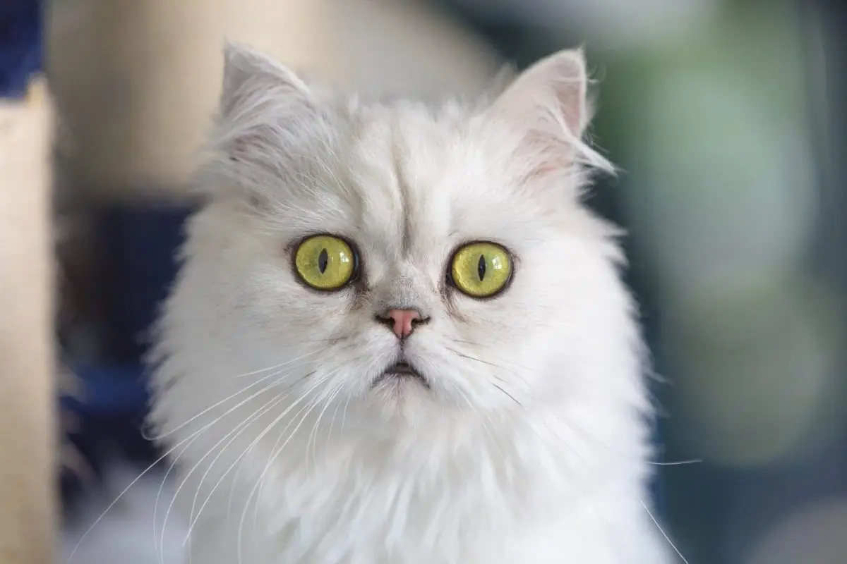 Chinchilla cat