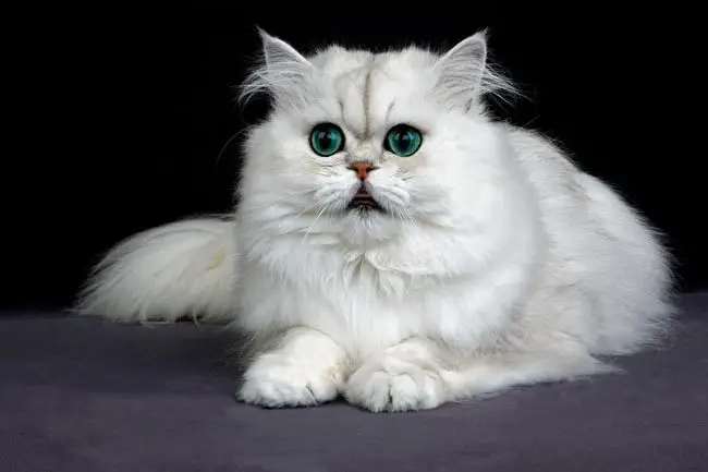 Chinchilla cat