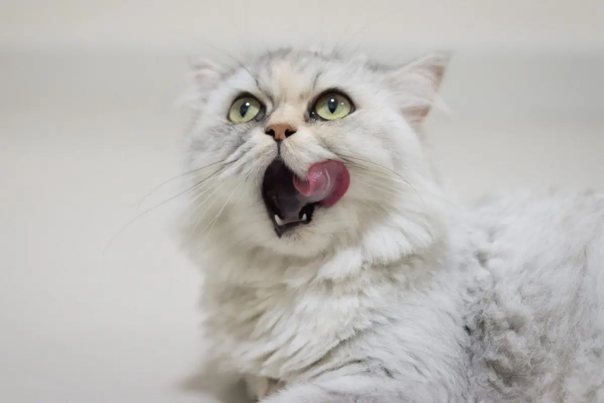 How long do Chinchilla cats live?