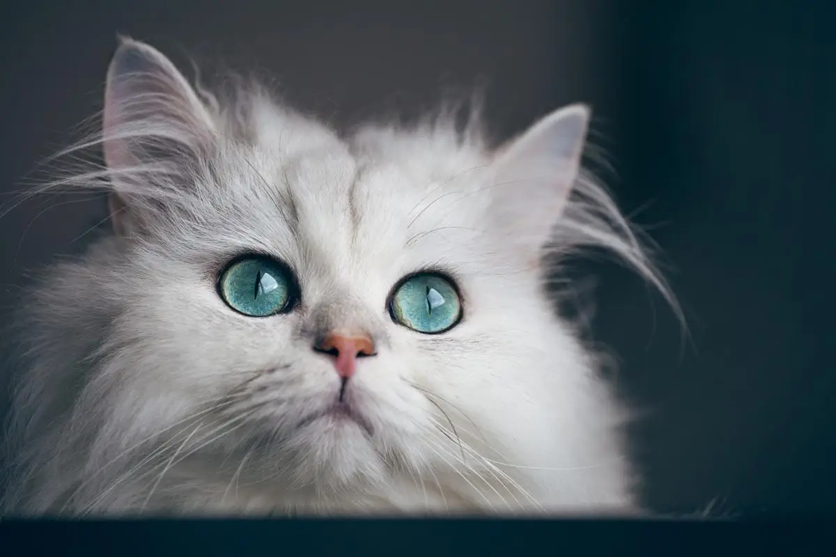 Chinchilla cat