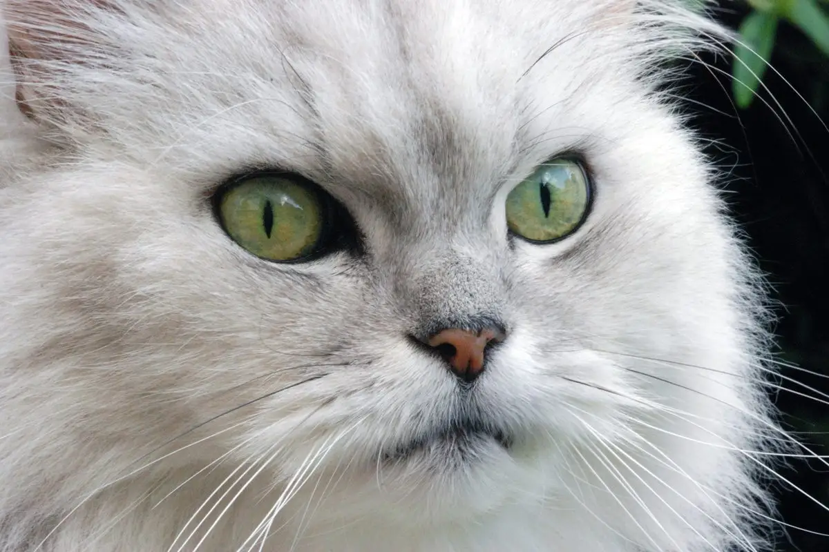 Chinchilla cat