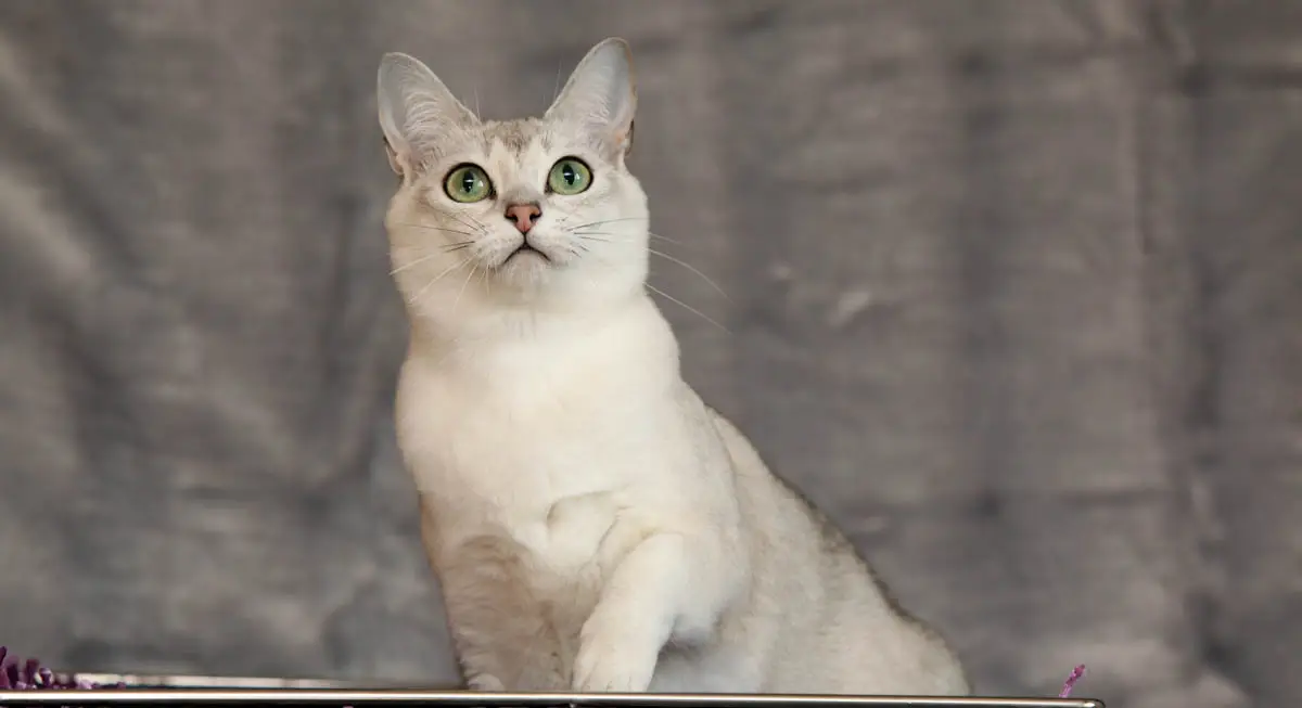 Burmilla cat