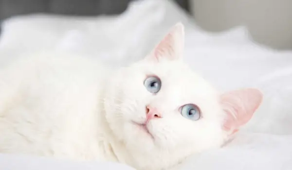 Gato albino blanco con ojos azules.