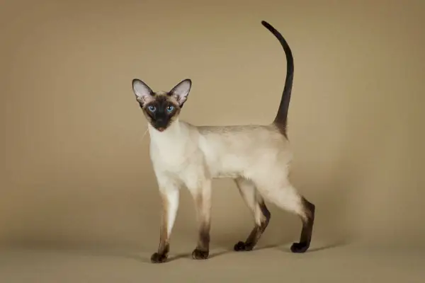 Seal-point Siamese katt