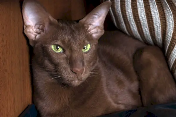 Chokladbrun orientalisk korthår katt