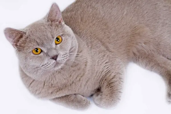 Gat British Shorthair de color lila