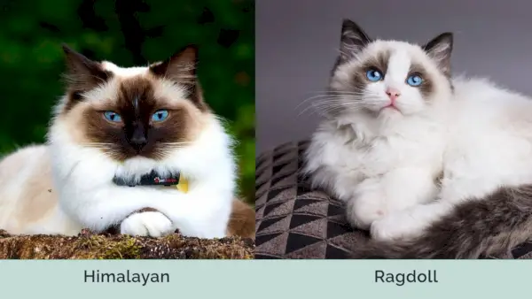 Himalaya vs ragdoll