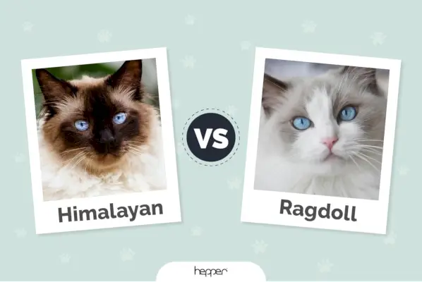 Himalaya vs. Ragdoll Cat: Hovedforskelle (med billeder)