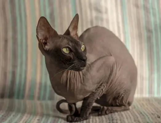 Hermoso lindo gato Donskoy Sphynx