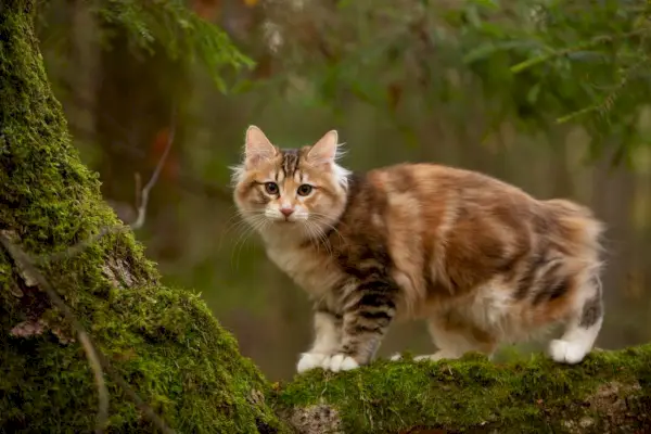 Gato bobtail kurilian al aire libre en el bosque