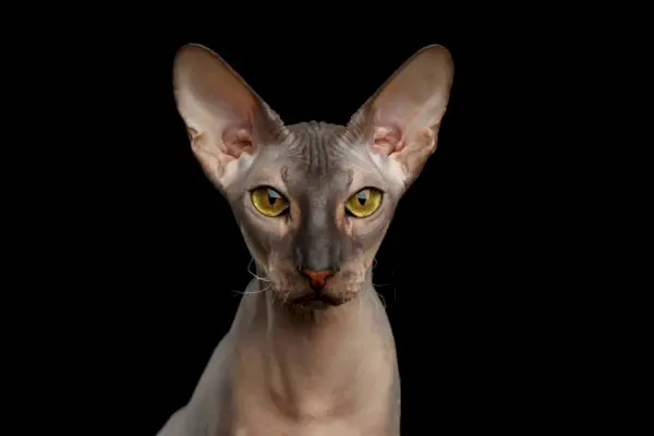 Portrait de chat nu Peterbald regardant à huis clos avec des yeux jaunes magiques sur fond noir isolé