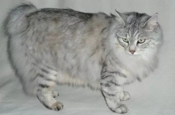 Bobtail carélien