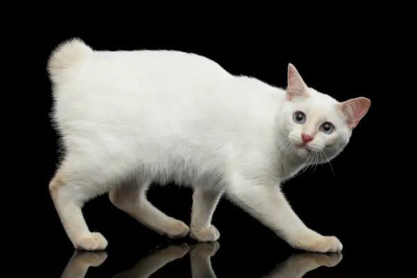 Bobtail du Mékong sans queue, marchant et regardant vers le haut, fond noir isolé, fourrure blanche à points de couleur