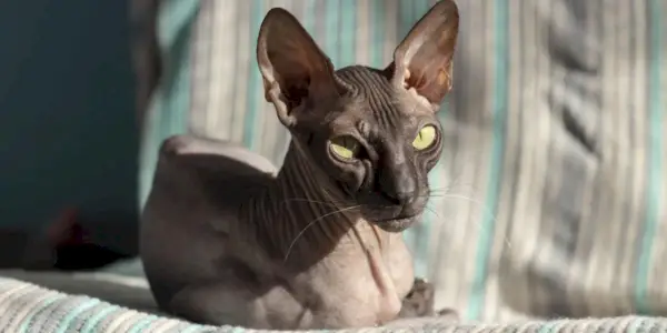 Beau chat mignon sans poils Donskoy Sphynx