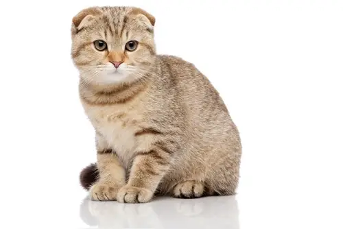 Scottish Fold katt