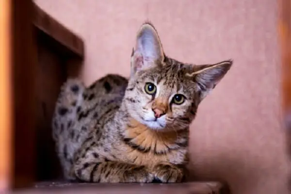 Kočka Savannah Cat