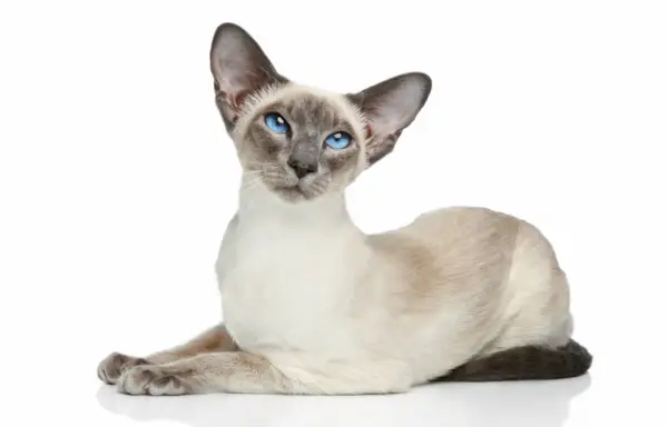 Gatto siamese con gli occhi azzurri