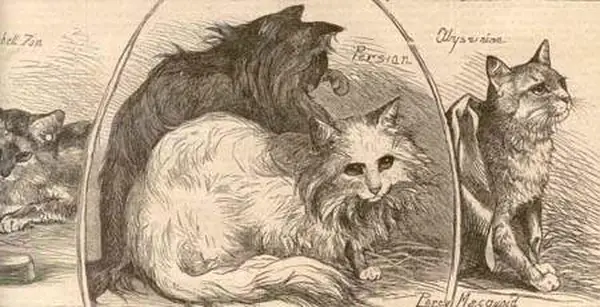 Abyssinian cat, Harrison Weir