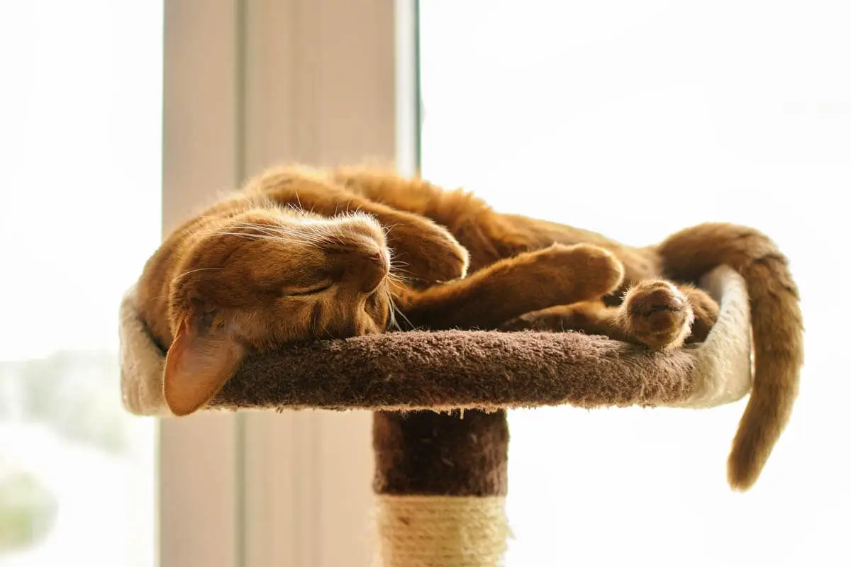 Abyssinian cat sleeping
