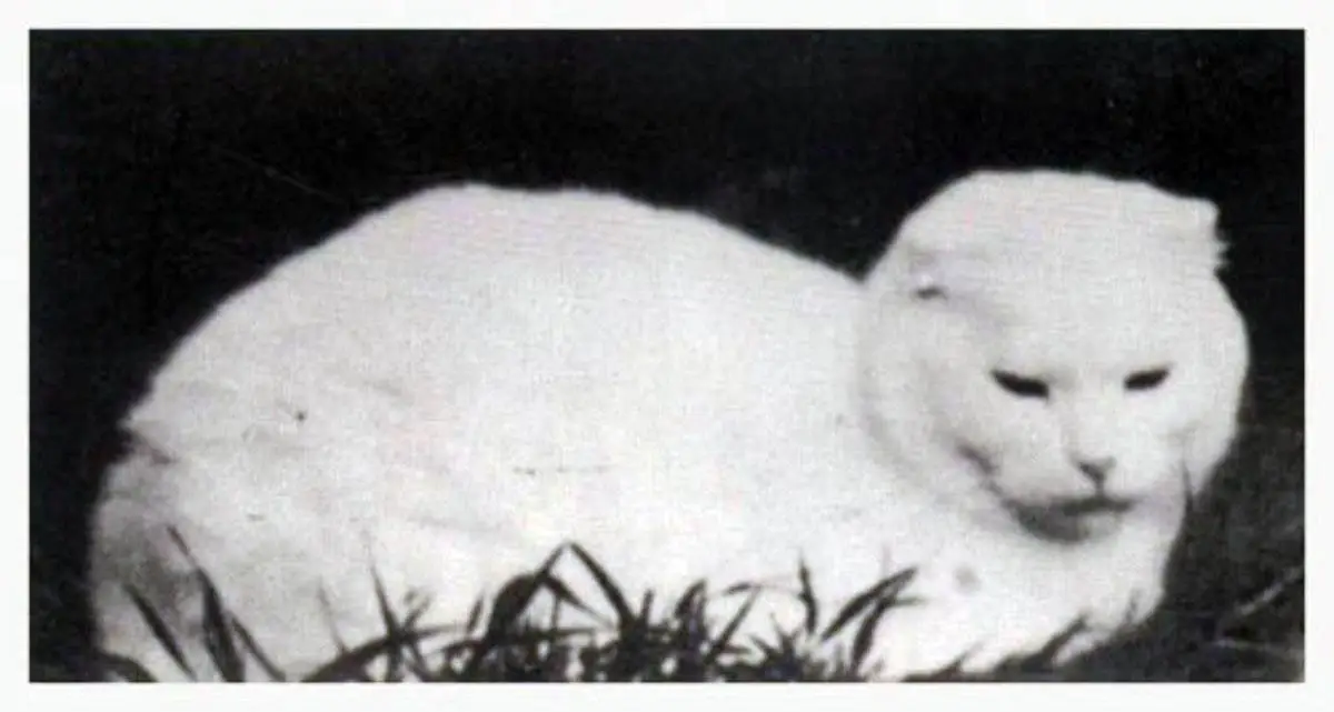 Susi Scottish Fold