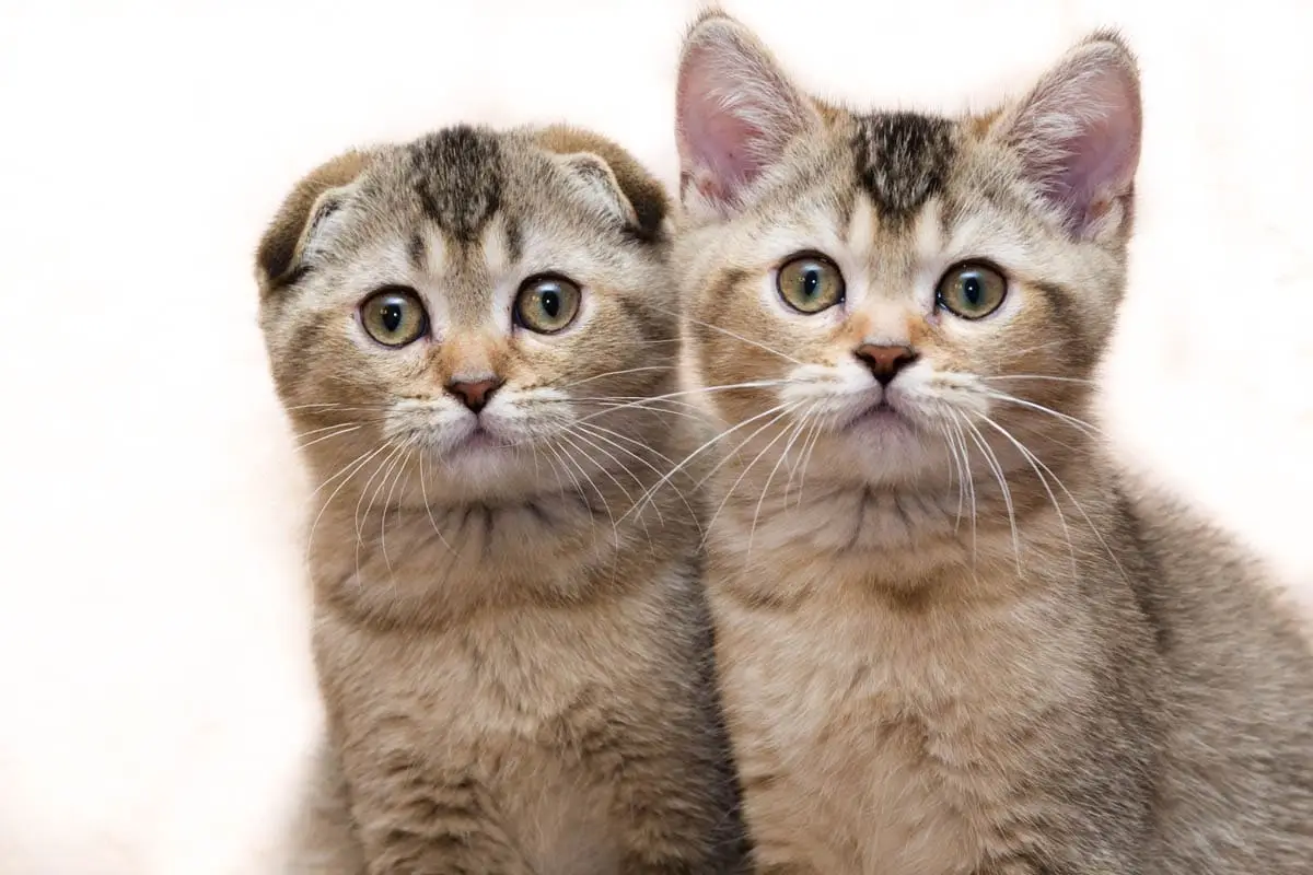 Scottish Fold and Scottish Straight