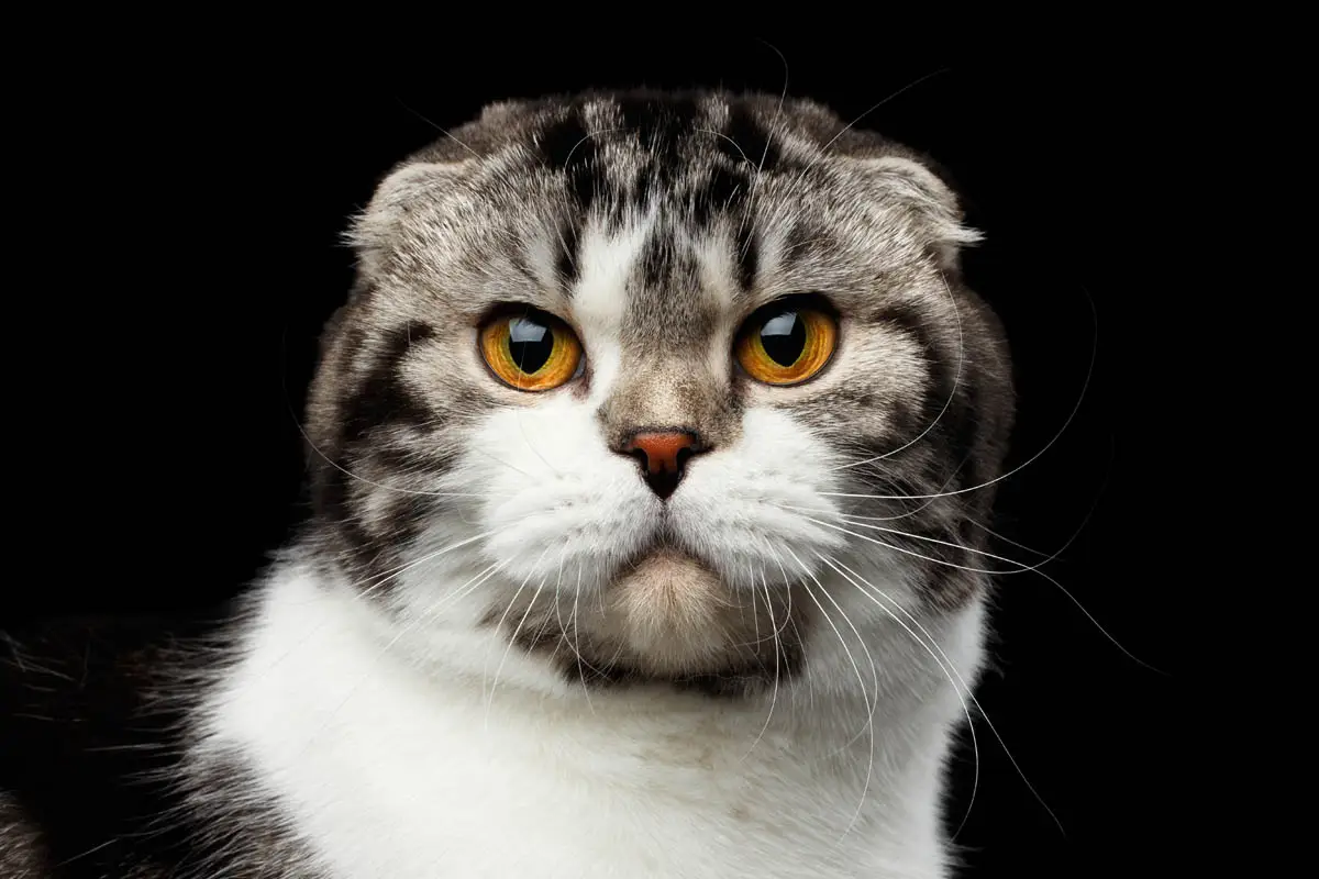 Tabby and white Scottish Fold