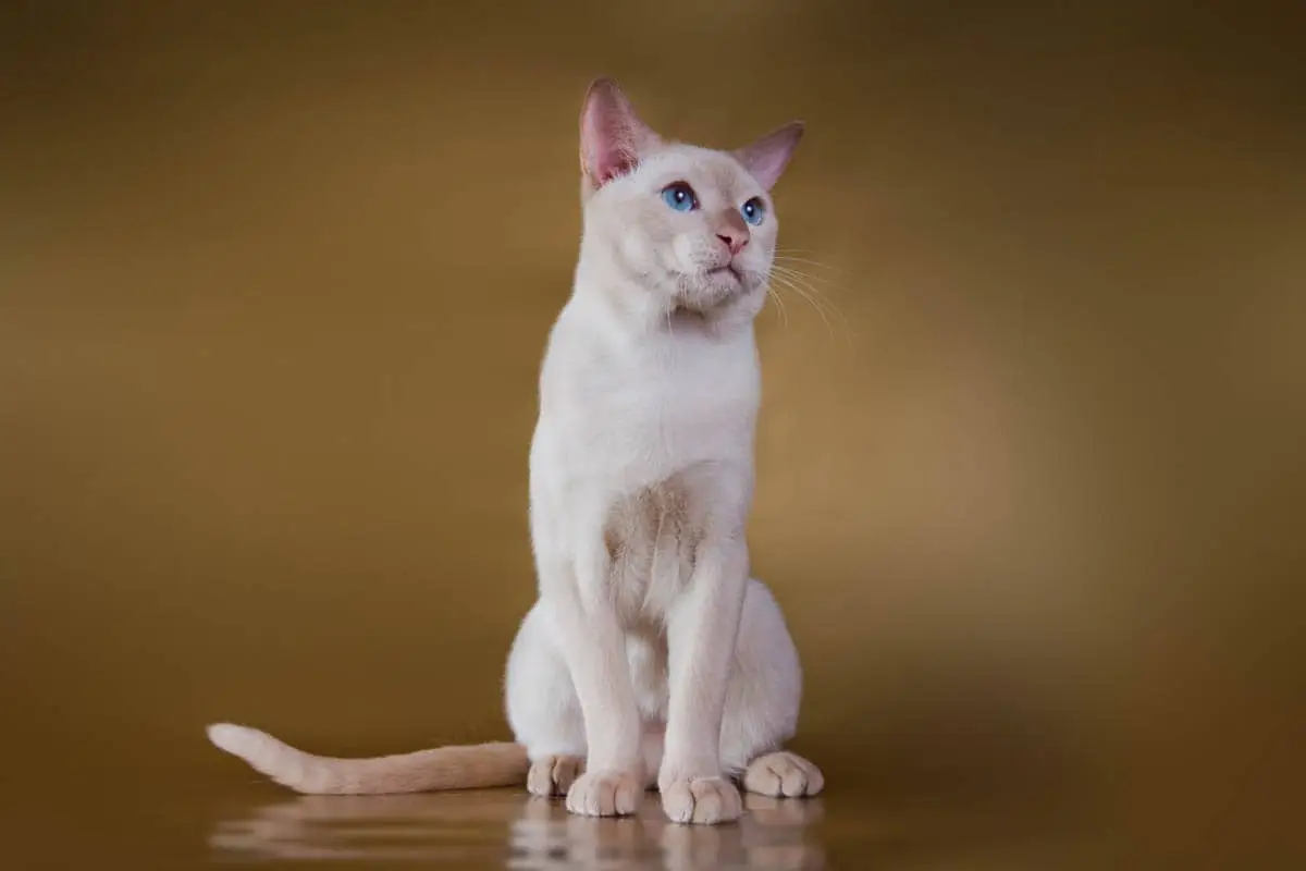 Tonkinese cat