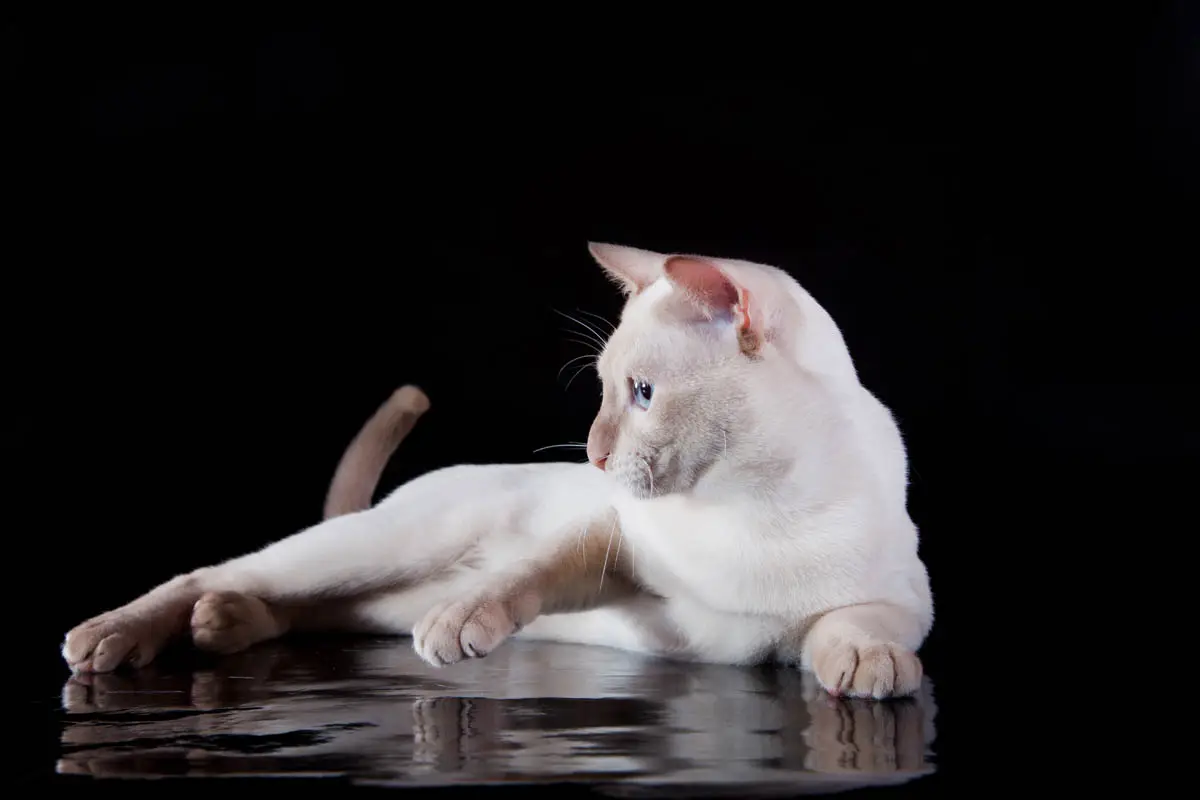 Tonkinese cat