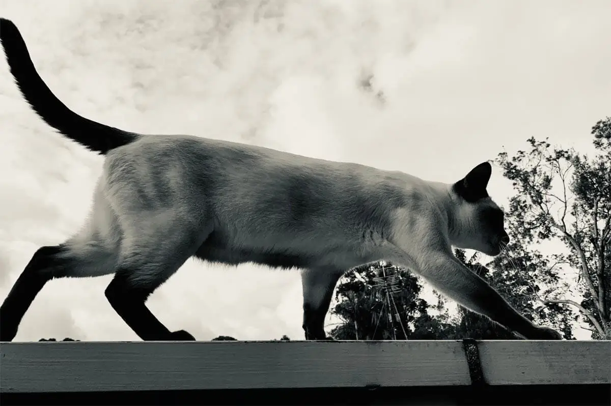 Tonkinese cat