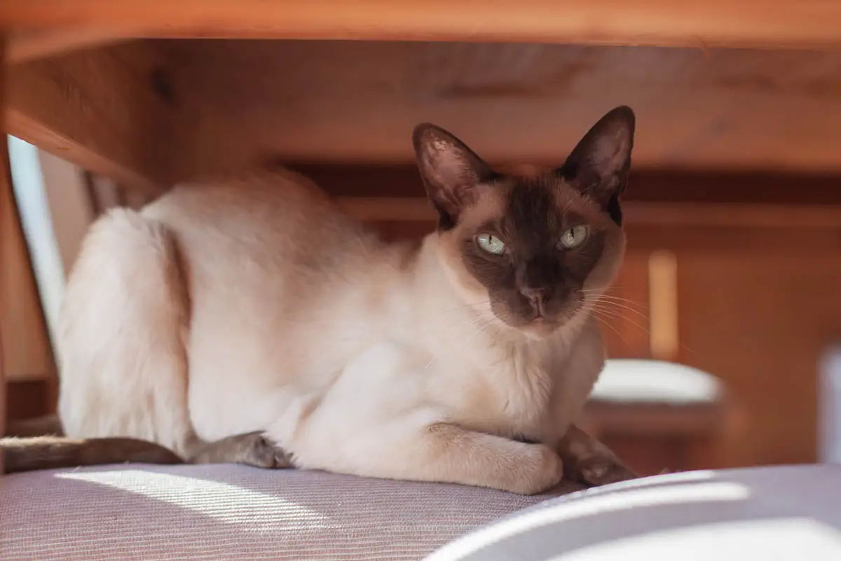 Perfil de gato tonkinese