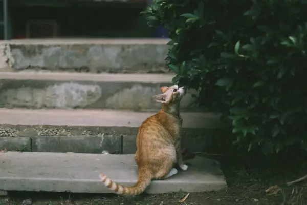 점박이 얼룩무늬 고양이