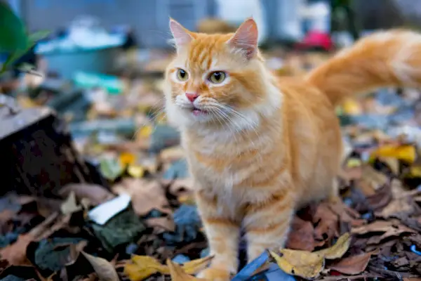 Vše o Majestic Orange Tabby Cats