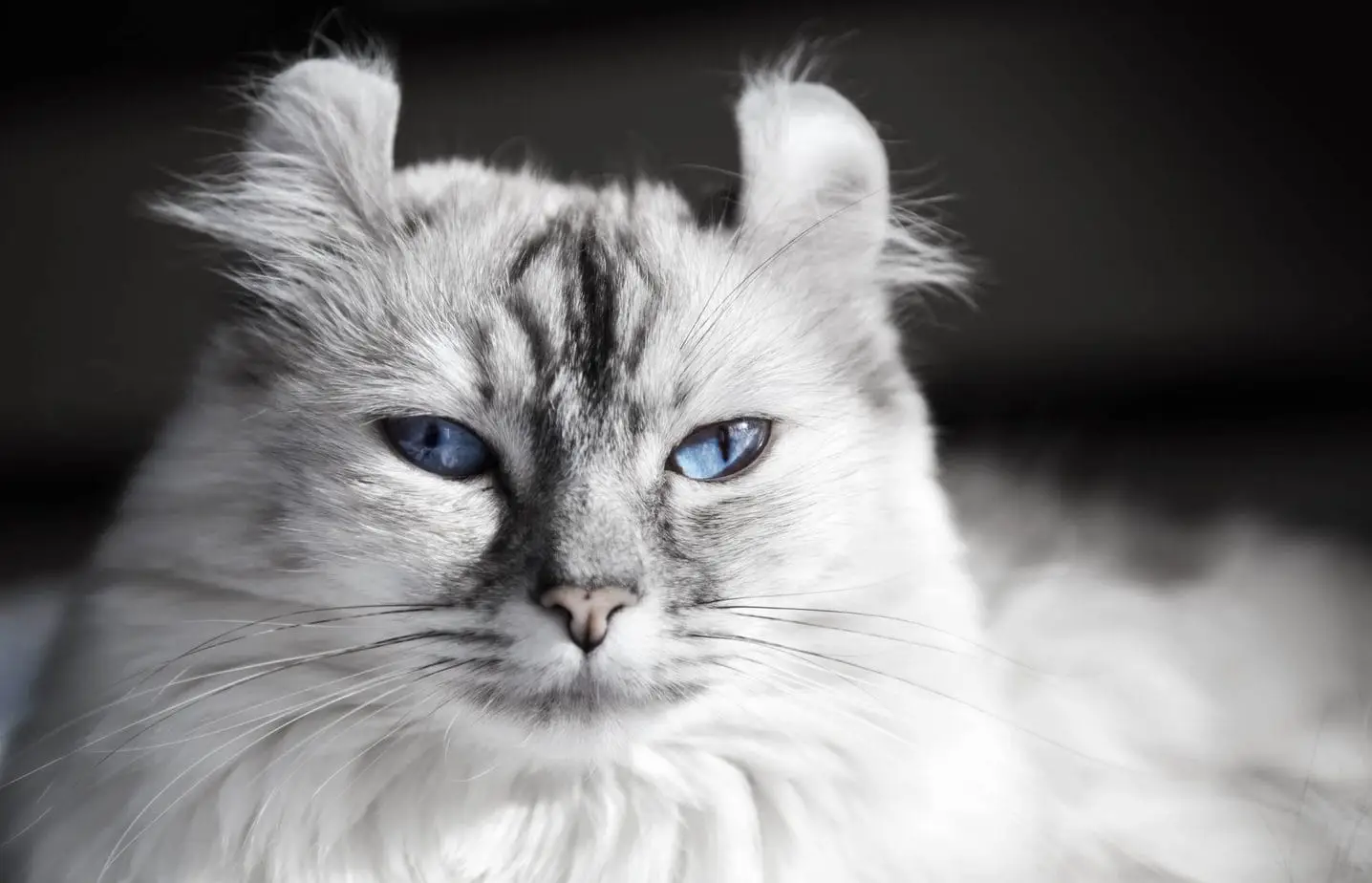 Lynx Point American Curl