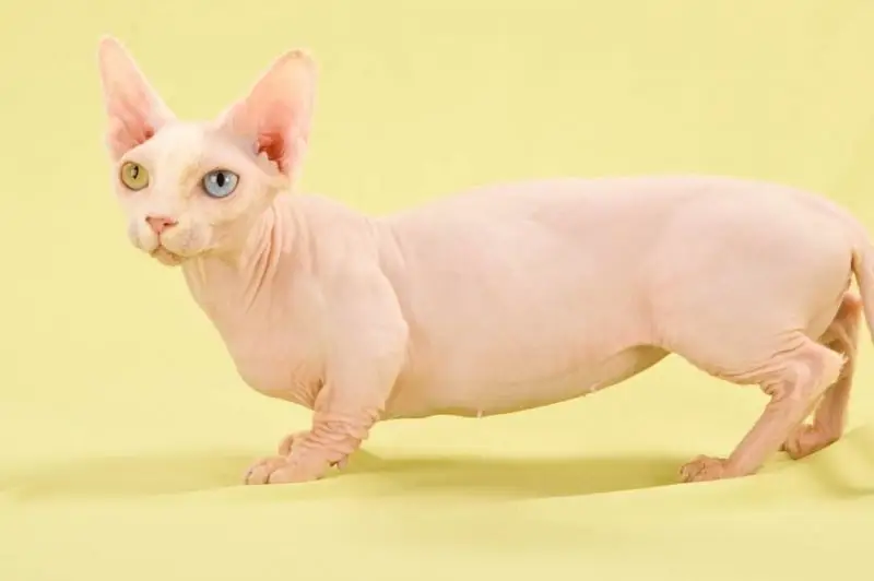 Bambino cat