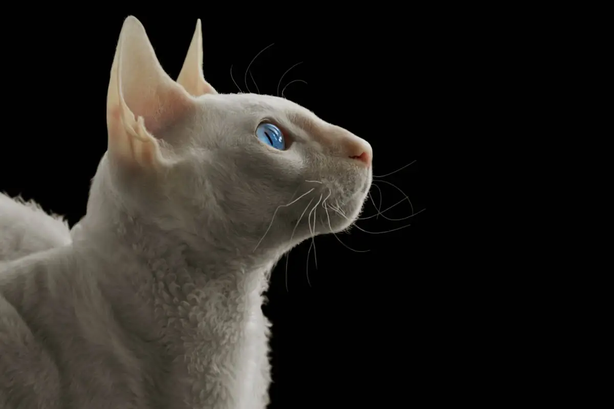 Cornish rex breed profile