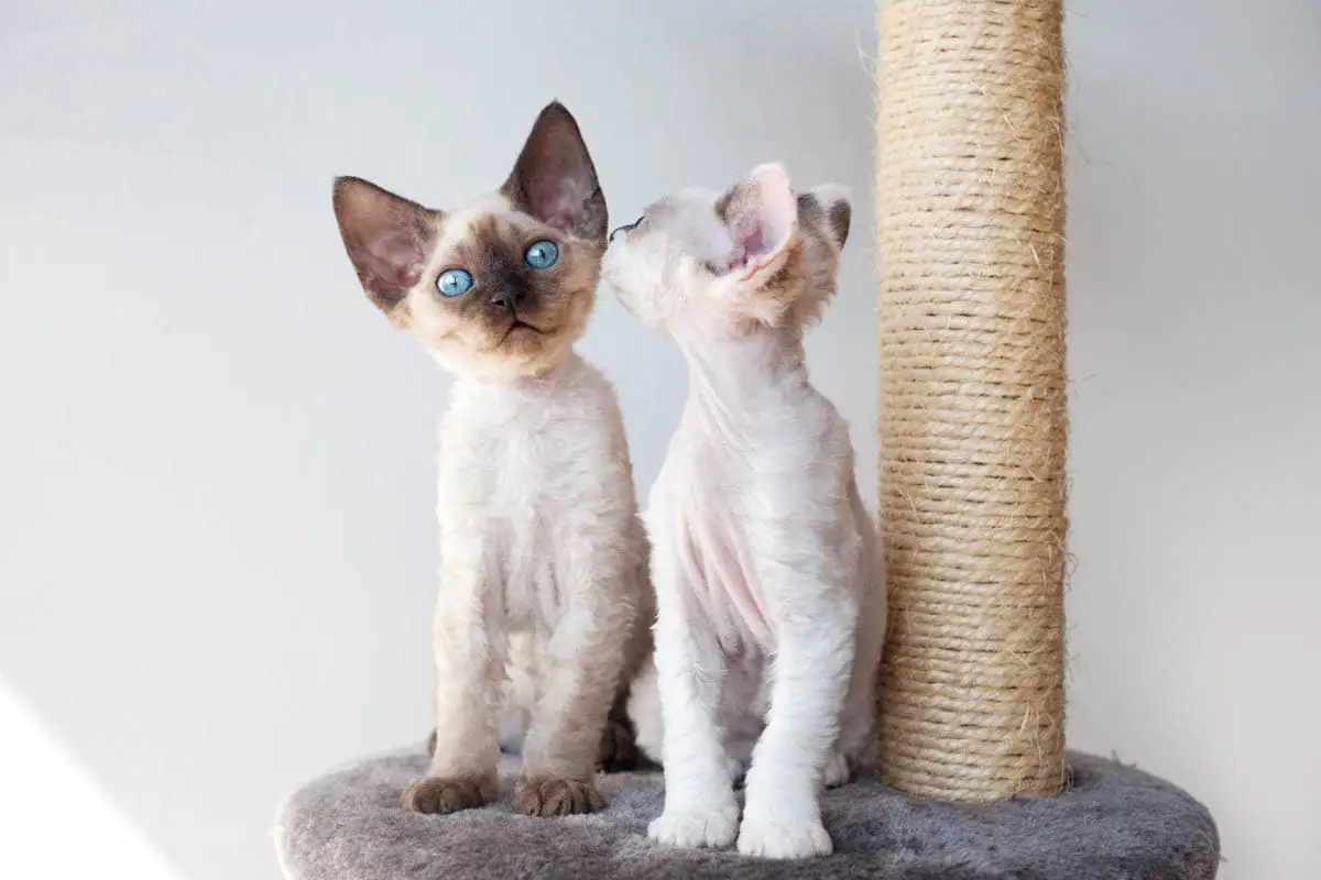 Devon Rex kittens