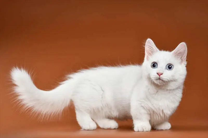 Blue eyed munchkin kitten