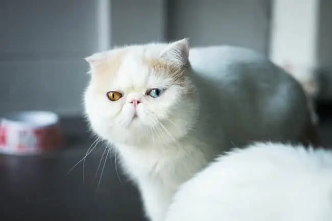 exotic shorthair cat