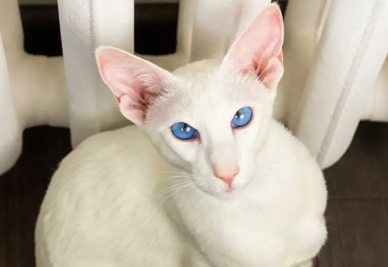 blue-eyed peterbald