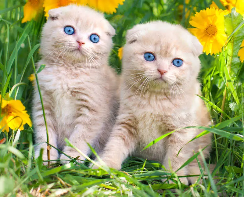 blue-eyed scottish fold kittens