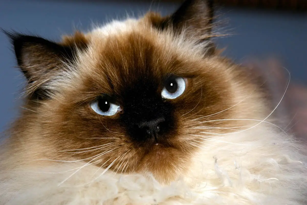 Himalayan