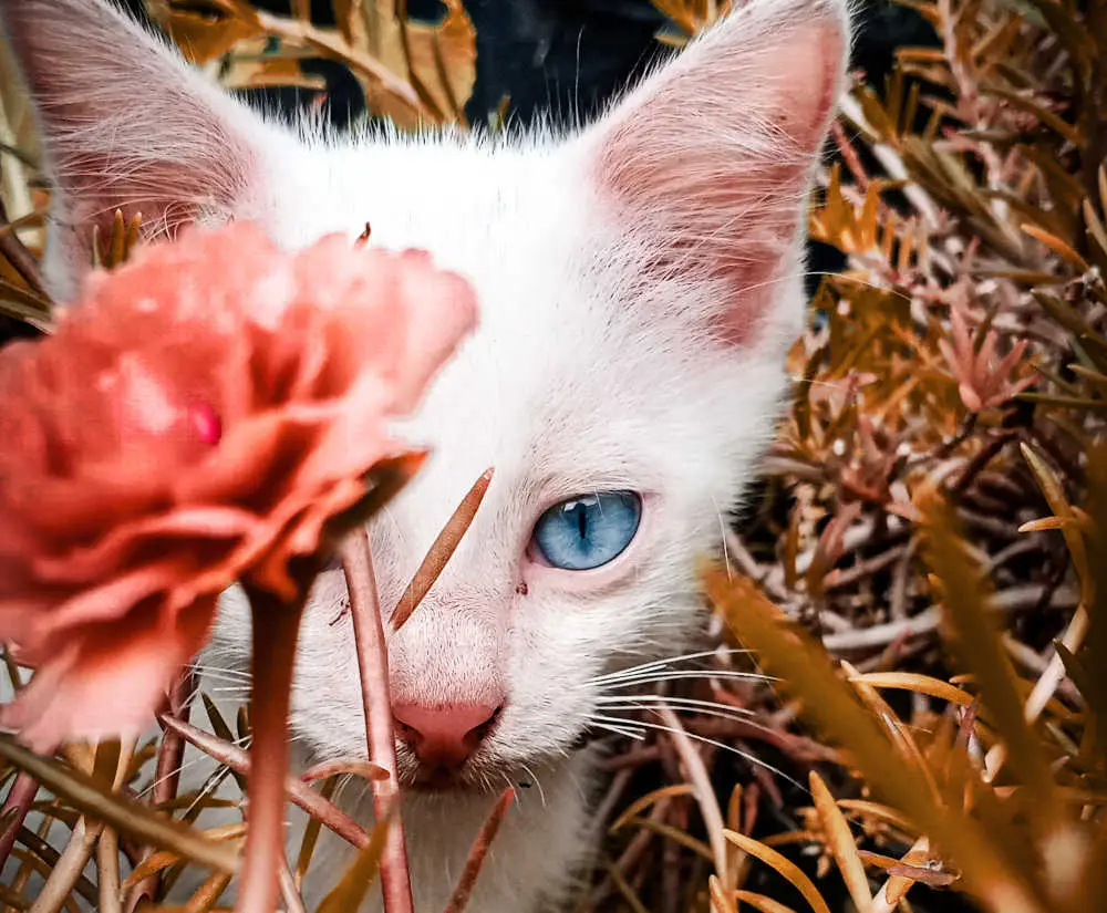 javanese cat with blue eyes