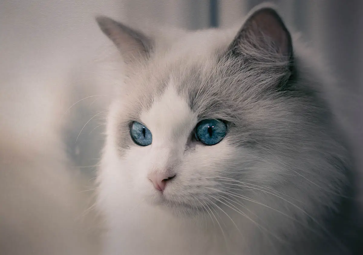 Ragdoll cat