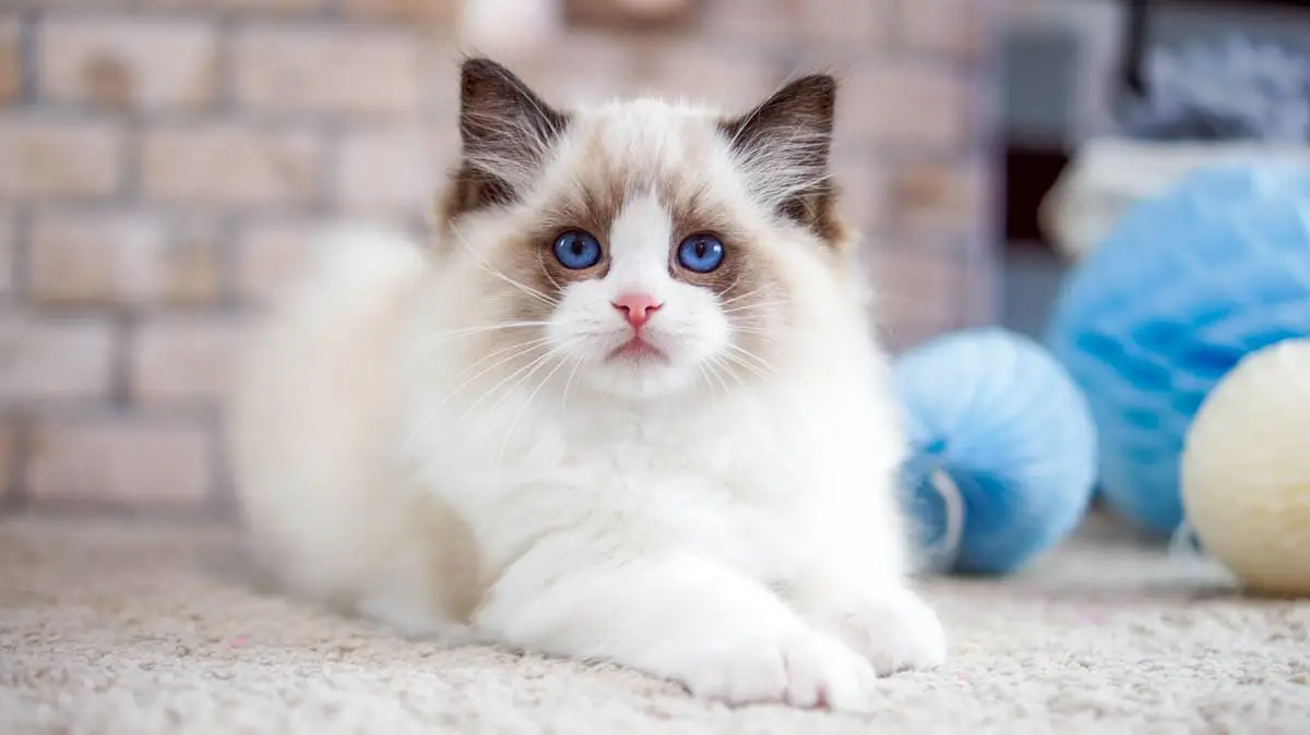 Ragdoll kitten