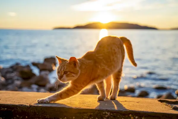 personnalité du chat roux